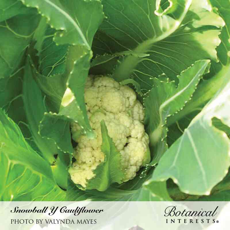 A creamy-white Snowball Y cauliflower head forms at the center of a plant, tightly wrapped by curling, serrated dark green leaves; text below names the variety and photo credit.