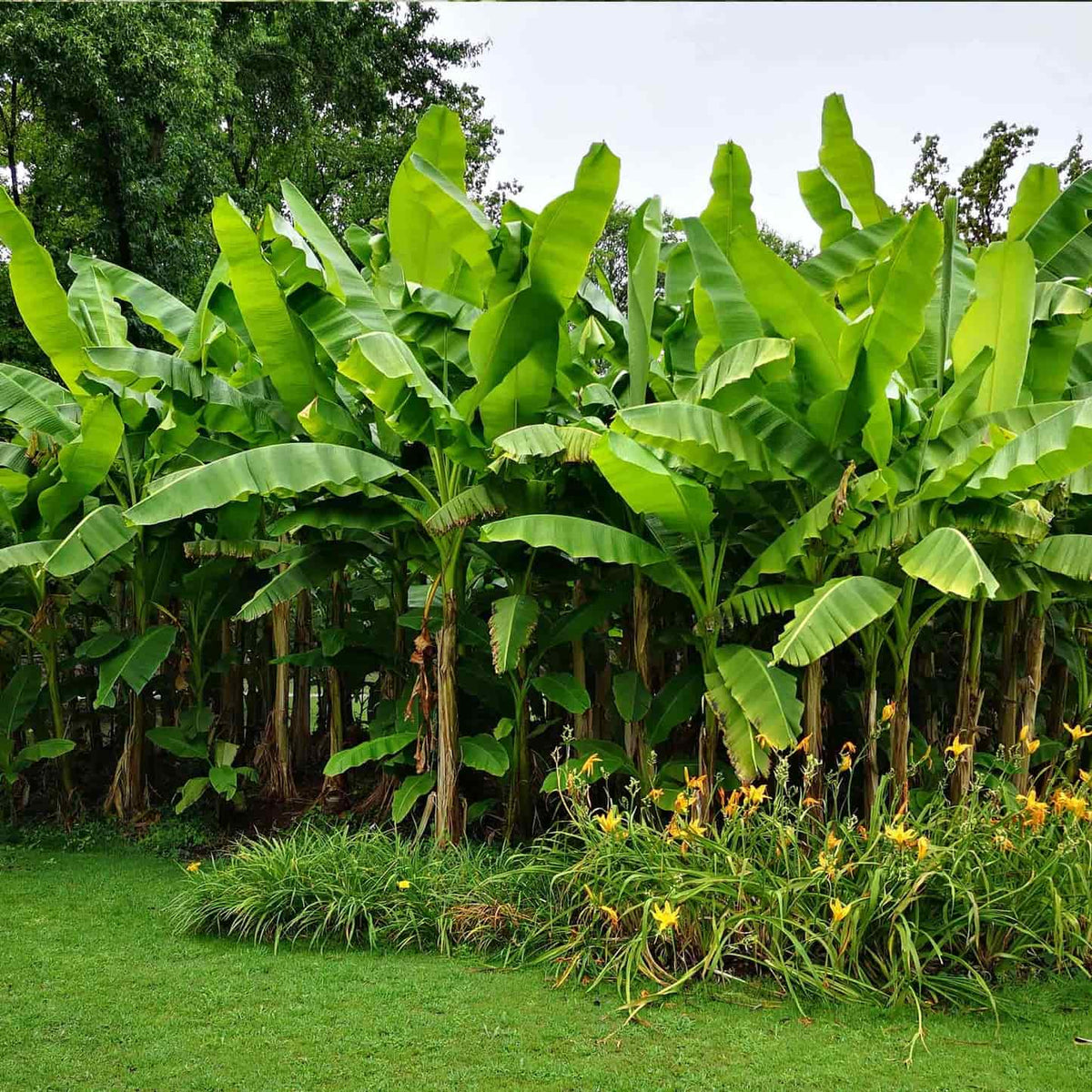 Grove of Dwarf Cavendish Banana Trees growing above blooming yellow flowers in a grassy yard.