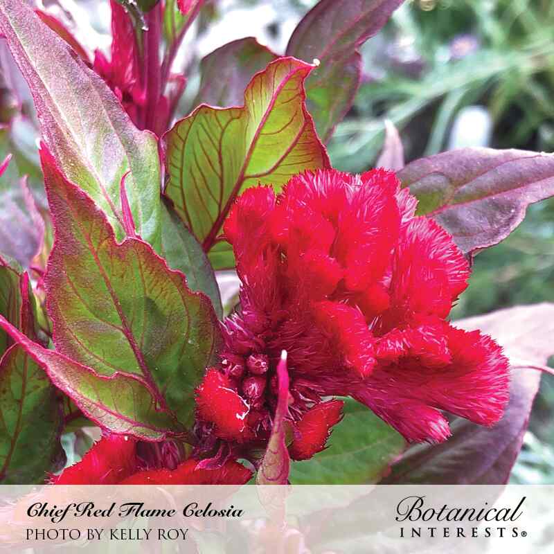 Close-up of Chief Red Flame celosia, its densely ruffled, velvety crimson bloom surrounded by dark green leaves veined in deep red-purple, with text naming the variety and photographer credit.