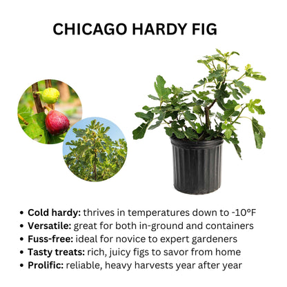 Product infographic titled "CHICAGO HARDY FIG" featuring a potted fig plant alongside circular photo insets of ripening figs and a mature tree, with key bullet points highlighting cold hardiness down to -10°F, versatility, ease of care, and rich fruit harvests.