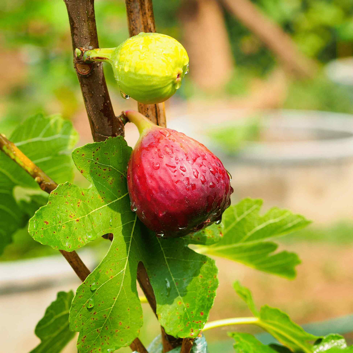 Ripe red and green figs on a Chicago Hardy Fig Tree branch with leaves.