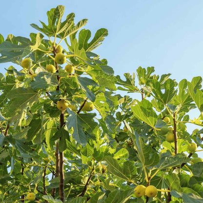 Unripe yellow-green figs growing on a lush Chicago Hardy Fig Tree with dense foliage set against a clear blue sky.