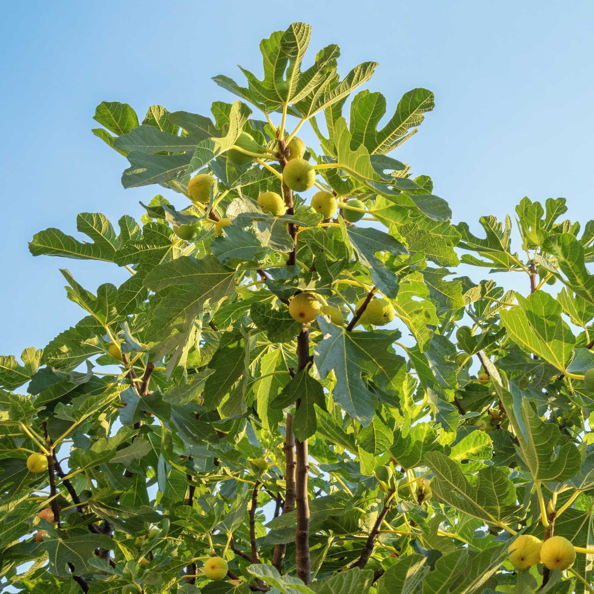 A Chicago Cold Hardy fig tree with lush, lobed green leaves and numerous young, light green figs ripening on branches under a clear blue sky.