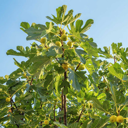 A Chicago Cold Hardy fig tree with lush, lobed green leaves and numerous young, light green figs ripening on branches under a clear blue sky.