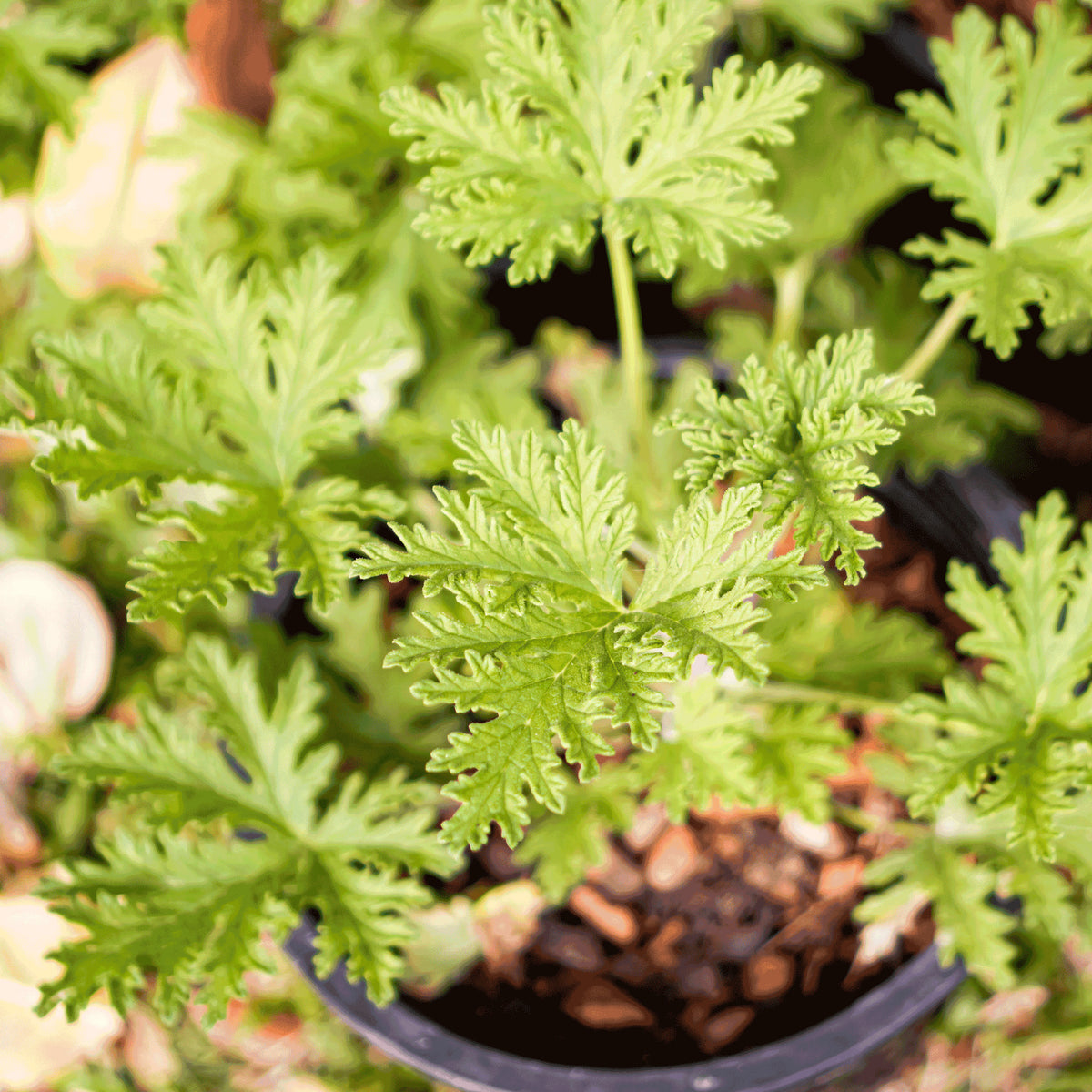 Close-up of vibrant green Citronella Bush leaves growing in a pot.