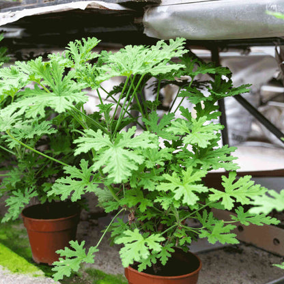 Bushy green Citronella Bush with deeply lobed, fragrant leaves growing in a brown nursery pot outdoors.