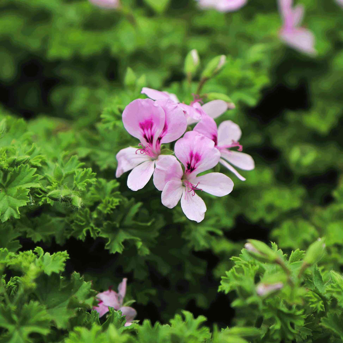 Light pink Citronella Bush flower blooming amid leafy green foliage.