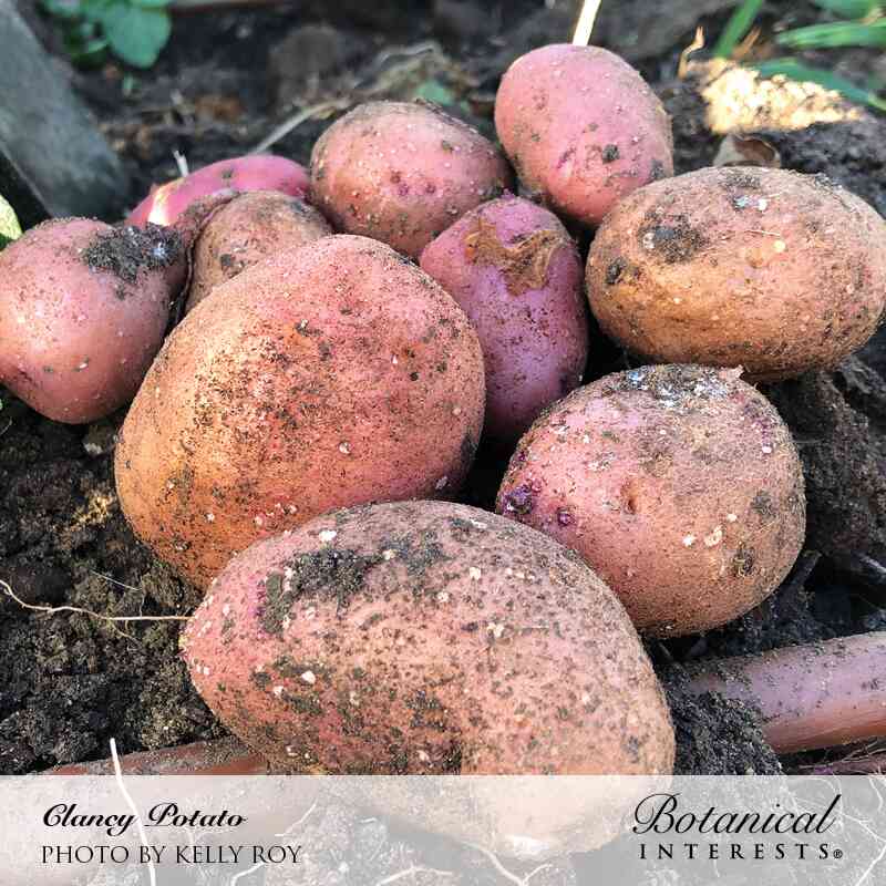 Freshly dug Clancy potatoes with rosy pink-red skin still caked in soil, piled together in a garden bed, labelled with the variety name and photo credit.