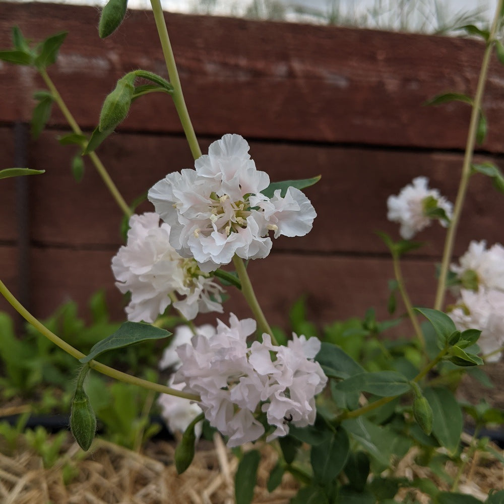 White Rosy Cheek to Cheek Clarkia hanging on its stems in a garden setting