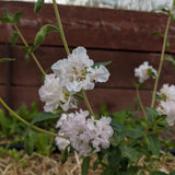 White Rosy Cheek to Cheek Clarkia hanging on its stems in a garden setting