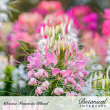 Close-up of a pink cleome (spider flower) bloom with spidery, whisker-like stamens and slender seed pods, backed by a soft blur of more pink and white cleome flowers; text reads 