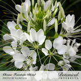 Close-up of a white Cleome Fountain Blend spider flower cluster, showing its spidery, thread-like stamens and unopened green buds atop the bloom against a dark, blurred background; text overlay names the variety and photographer credit.