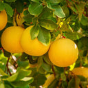 Close-up view of ripe, round yellow-orange Cocktail grapefruits hanging on a tree branch among dense green leaves in bright sunlight.