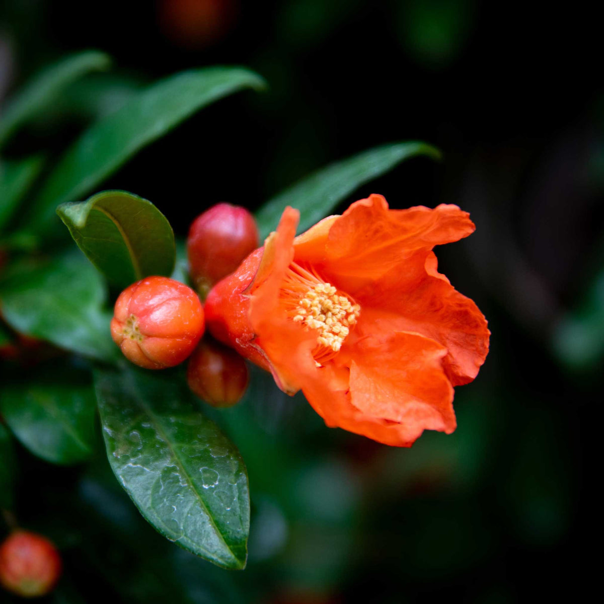 Close-up of a blooming orange-red pomegranate flower and buds.