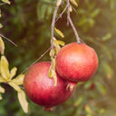 Two ripe pomegranates hanging on a tree branch with green leaves.