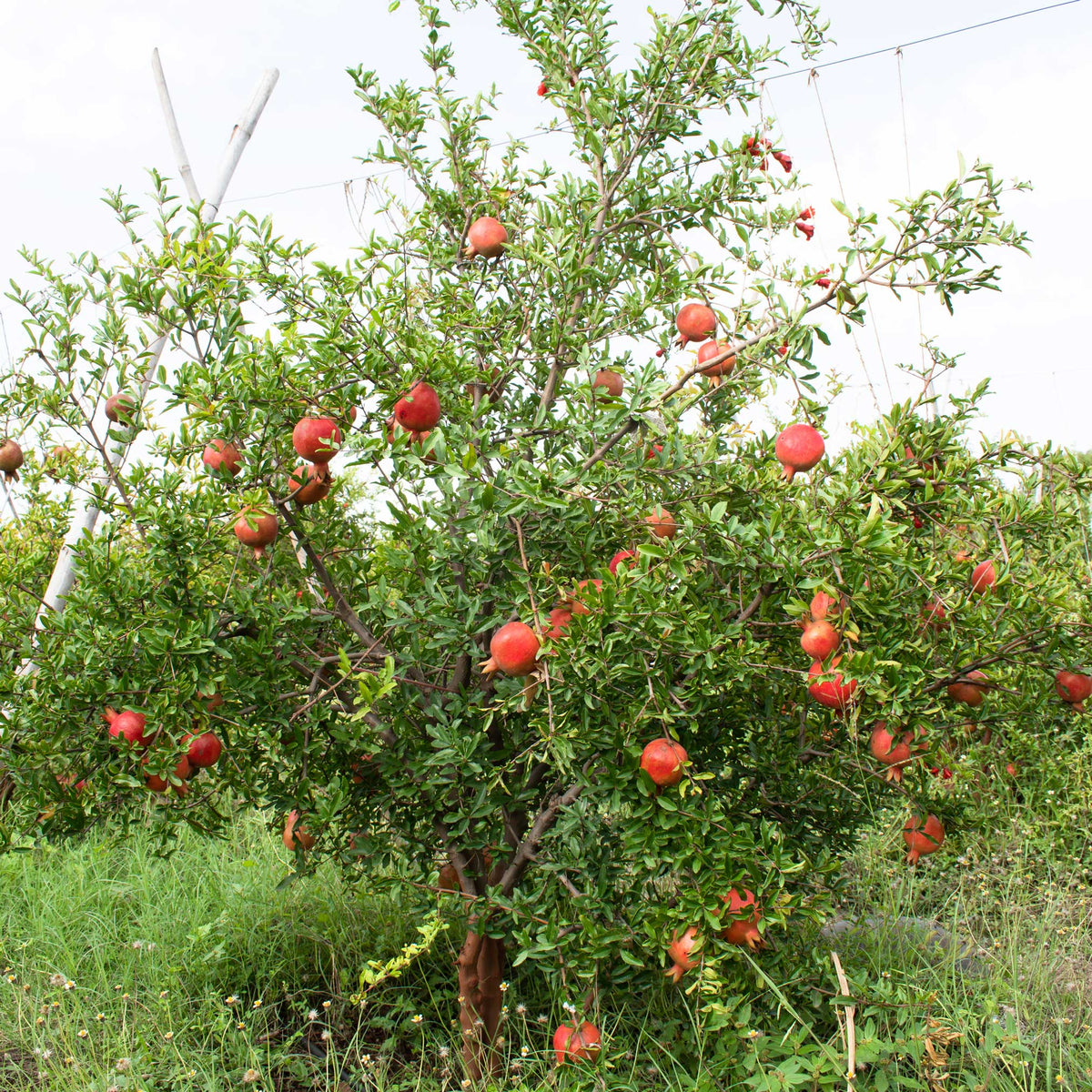 A mature Cold Hardy Red Pomegranate tree growing outdoors, heavy with numerous ripe red pomegranates among dense green foliage.