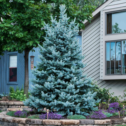 A mature, conical Colorado Blue Spruce tree with silvery-blue foliage growing in a landscaped garden bed next to a house.