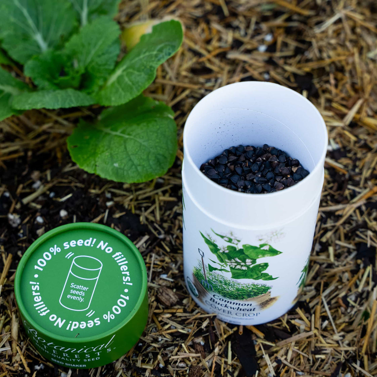An open Botanical Interests Common Buckwheat seed shaker container filled with seeds resting next to its green lid on a straw mulch background.
