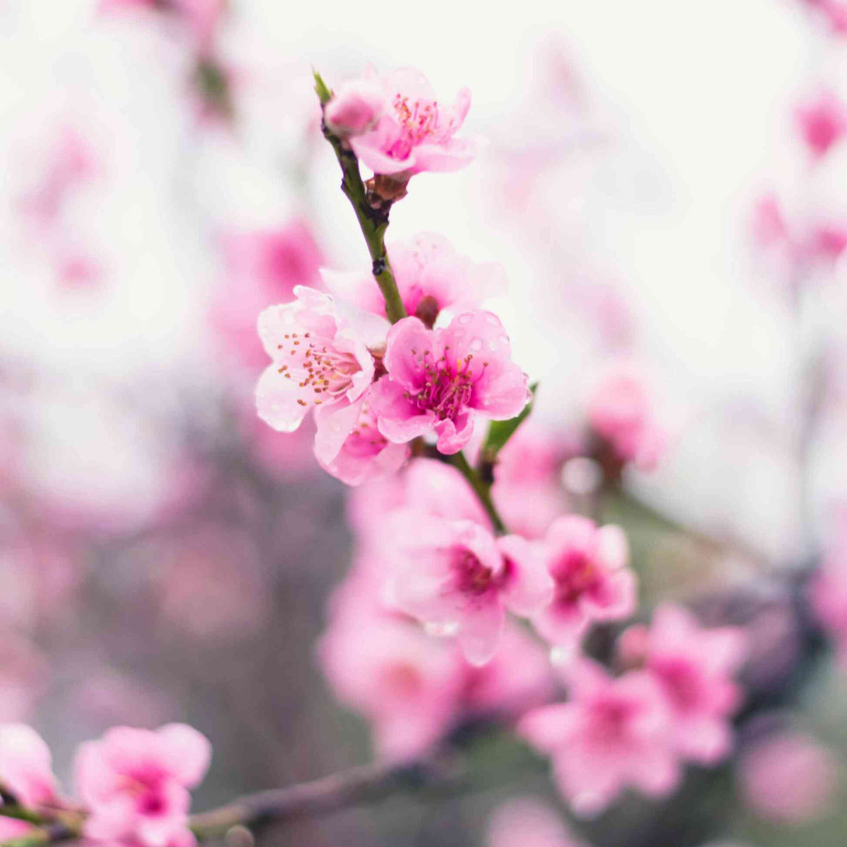 Pink spring blossoms blooming on a Contender Peach tree branch.