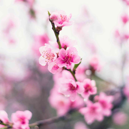 Pink spring blossoms blooming on a Contender Peach tree branch.