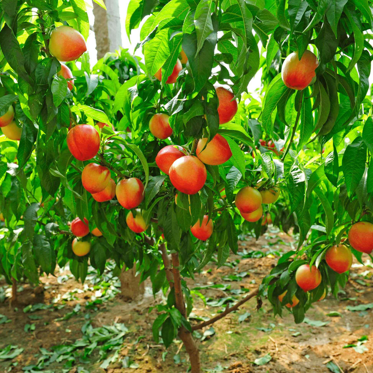 Numerous ripe, rosy red peaches hanging from dense leafy branches of a Contender Peach tree in an orchard setting.