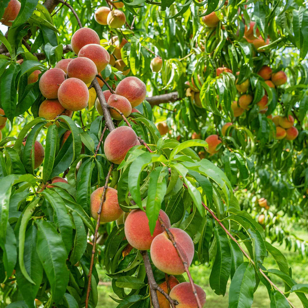 Clusters of ripe, blushing pink and yellow peaches hanging on leafy branches of a Contender Peach tree in an orchard.