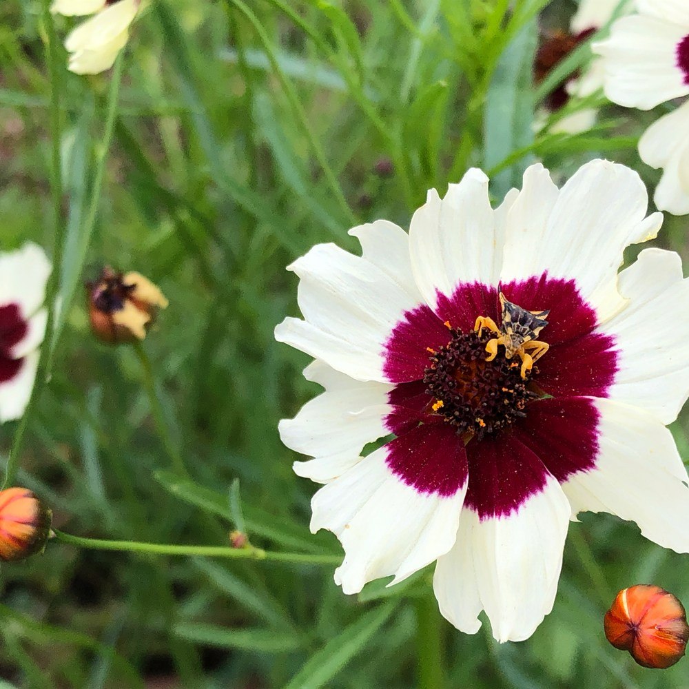 Close-up of a Coreopsis Incredible Swirl bloom with white petals and a deep maroon centre ring around a dark seed disc, a small insect nestled in the middle, surrounded by unopened orange buds and feathery green foliage.