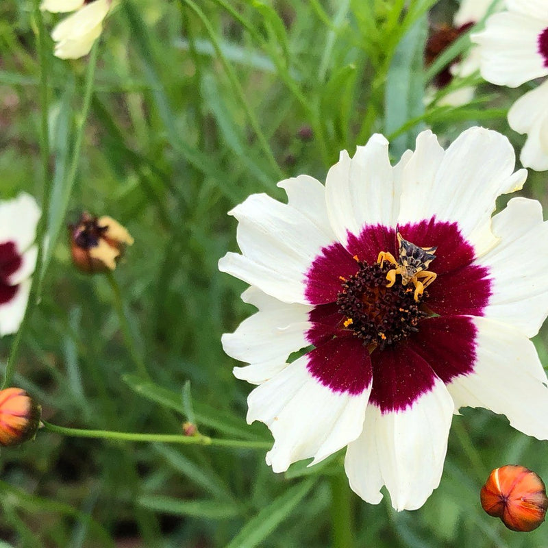 Close-up of a Coreopsis Incredible Swirl bloom with white petals and a deep maroon centre ring around a dark seed disc, a small insect nestled in the middle, surrounded by unopened orange buds and feathery green foliage.