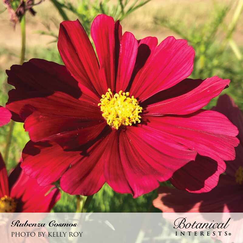 Close-up of a Rubenza cosmos flower with deep crimson-to-magenta petals and a bright yellow center, backlit by sunlight against a blurred green garden background, labelled 