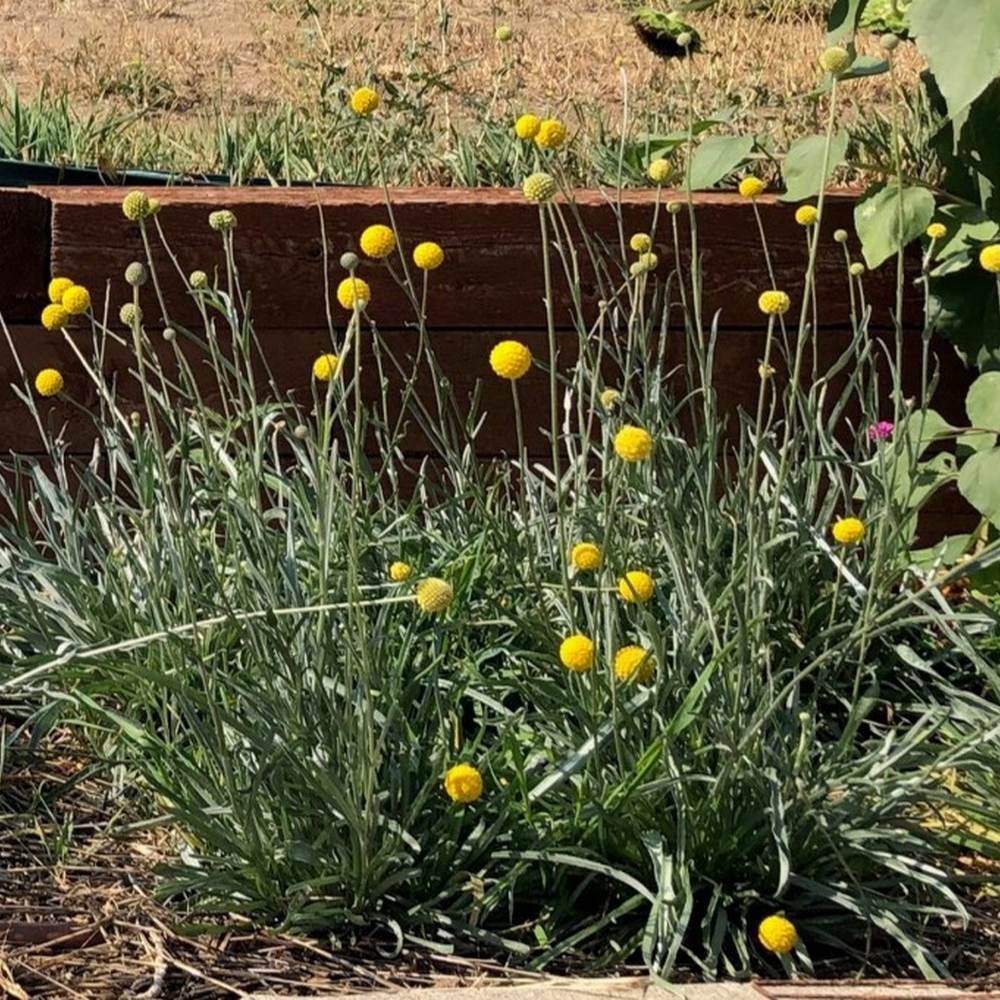 Craspedia plant with clusters of round, golf-ball-sized yellow flowers on tall slender stems above grey-green grassy foliage, growing beside a wooden raised garden bed.