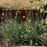 Craspedia plant with clusters of round, golf-ball-sized yellow flowers on tall slender stems above grey-green grassy foliage, growing beside a wooden raised garden bed.