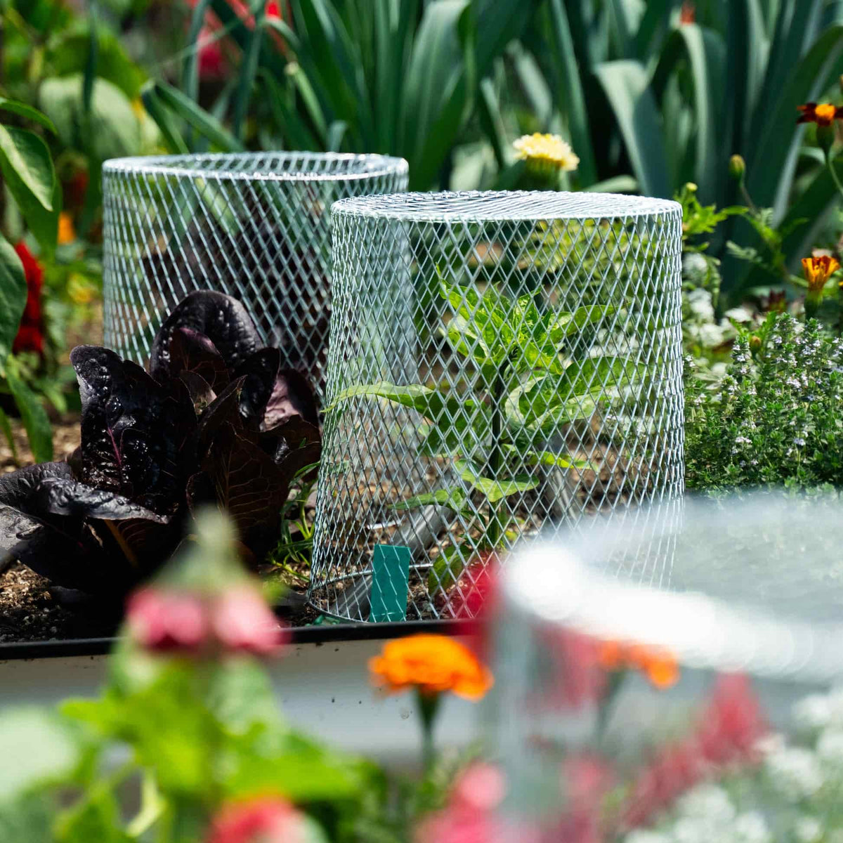 Two cylindrical galvanised wire mesh Critter Cage plant protectors shield young seedlings and dark red lettuce in a raised garden bed, surrounded by marigolds and thyme.