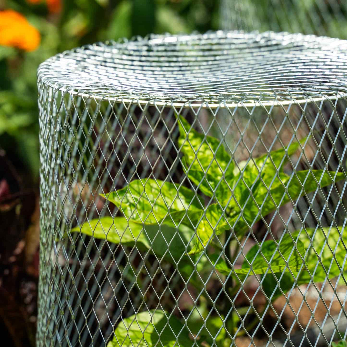 A cylindrical galvanised wire mesh critter cage sits over a young leafy seedling in a garden bed, protecting it from pests while sunlight highlights the diamond-patterned metal cover.