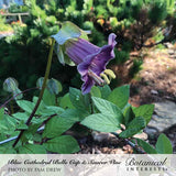 A single nodding Cup and Saucer Vine flower with a bell-shaped purple corolla and pale green saucer-like calyx, its curved yellow stamens visible, growing among heart-shaped green leaves on a vine trailing over a stone garden path.