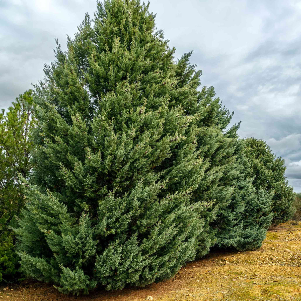 Carolina Sapphire Arizona Cypress tree outdoors under a cloudy sky.