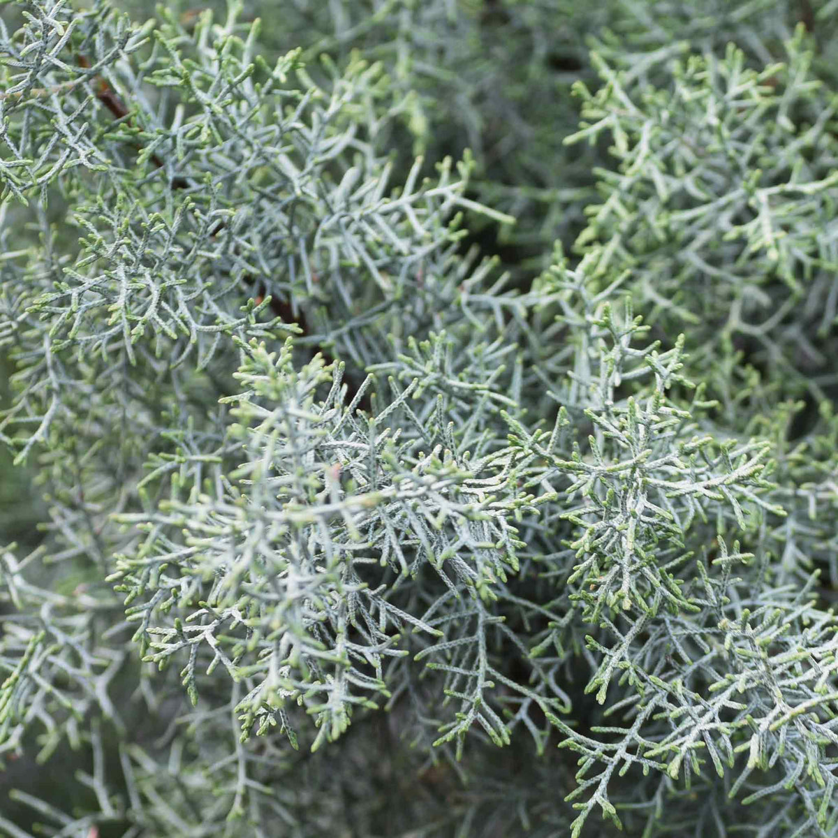 Extreme close-up of dense, lacy silvery-blue foliage branches on a Carolina Sapphire Arizona Cypress tree.