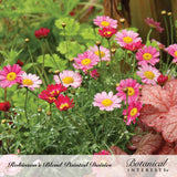 Cluster of Robinson's Blend painted daisies with yellow centers in shades of pink, magenta, and white, dotted with dew, growing beside dark red-veined coral bells foliage; text reads 