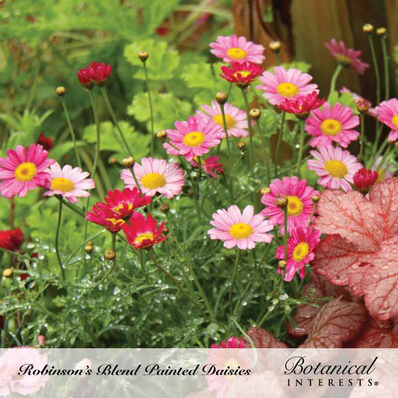 Cluster of Robinson's Blend painted daisies with yellow centers in shades of pink, magenta, and white, dotted with dew, growing beside dark red-veined coral bells foliage; text reads 