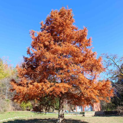 Dawn Redwood with orange autumn foliage against a blue sky