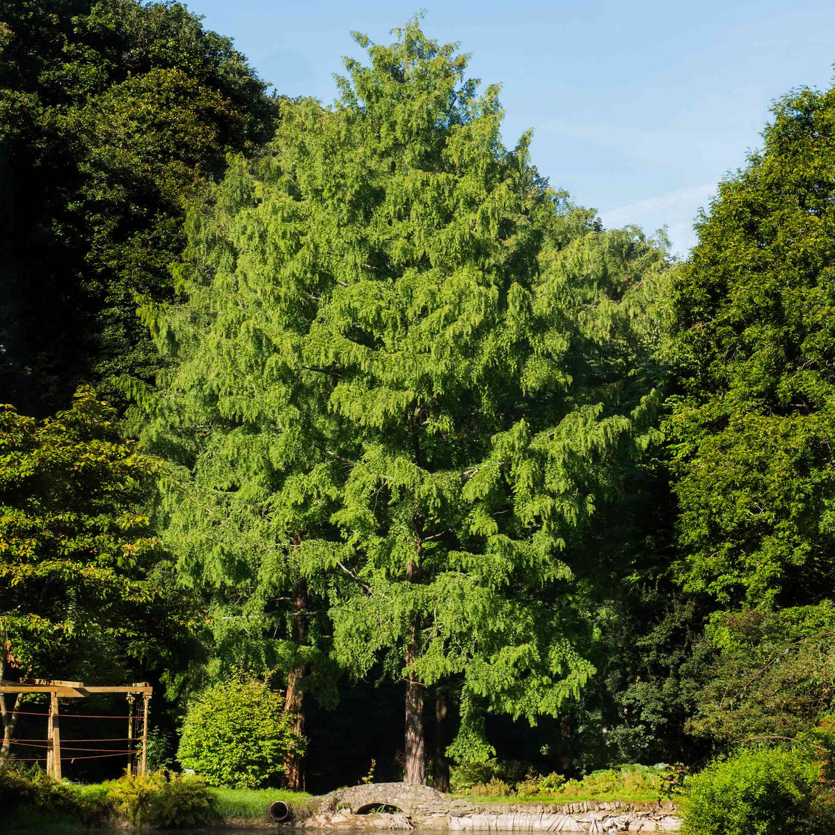 Dawn Redwood green tree in a forest with clear blue sky