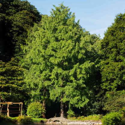 Dawn Redwood green tree in a forest with clear blue sky