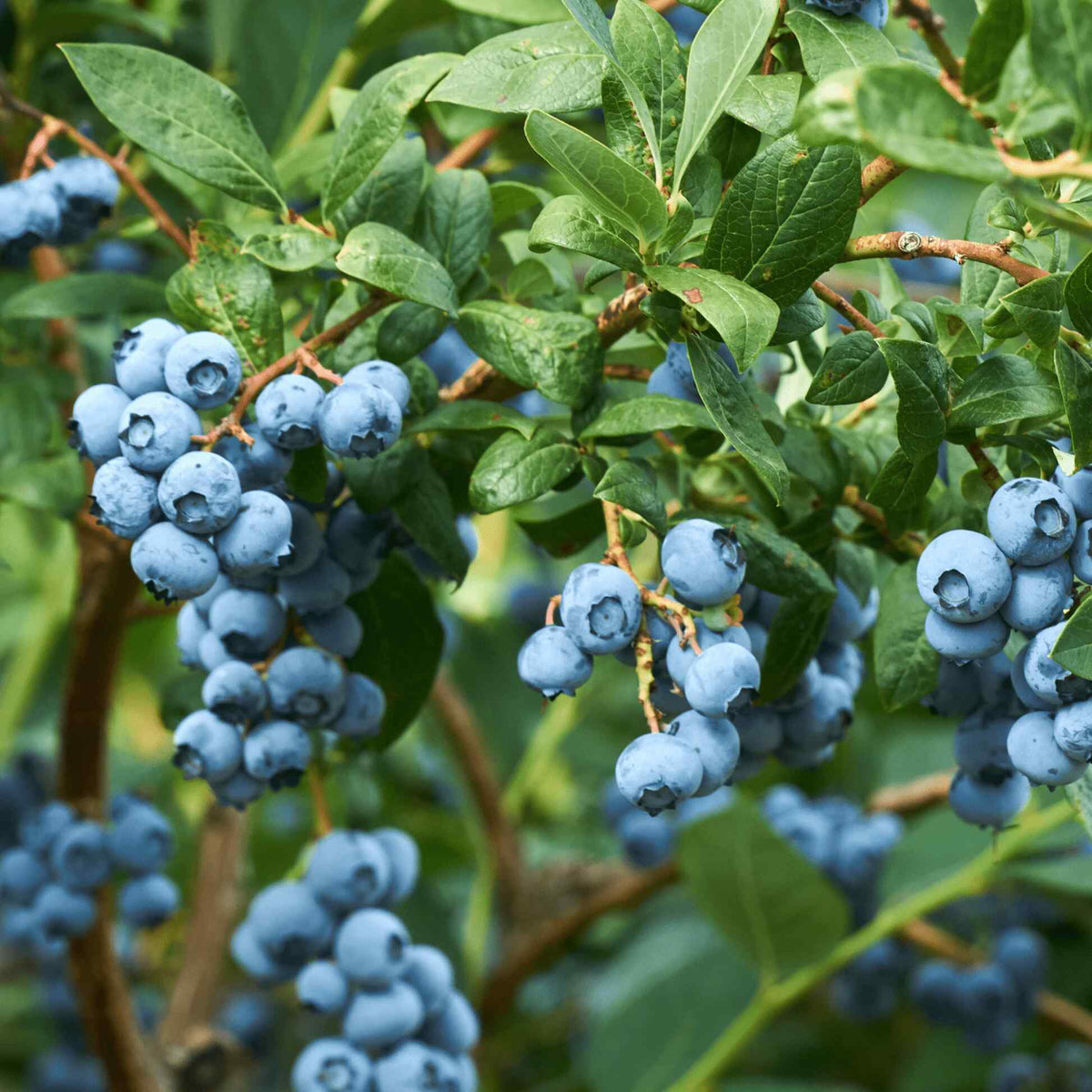 Large clusters of plump, ripe blue blueberries growing on leafy branches of a Duke Blueberry bush.