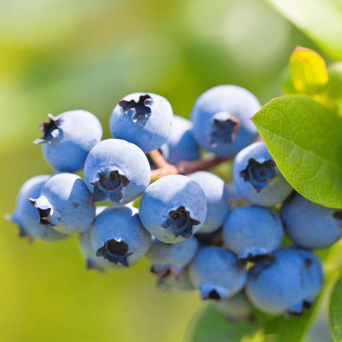 Close-up of a cluster of ripe blue blueberries with a bright green leaf on a leafy Duke Blueberry bush.