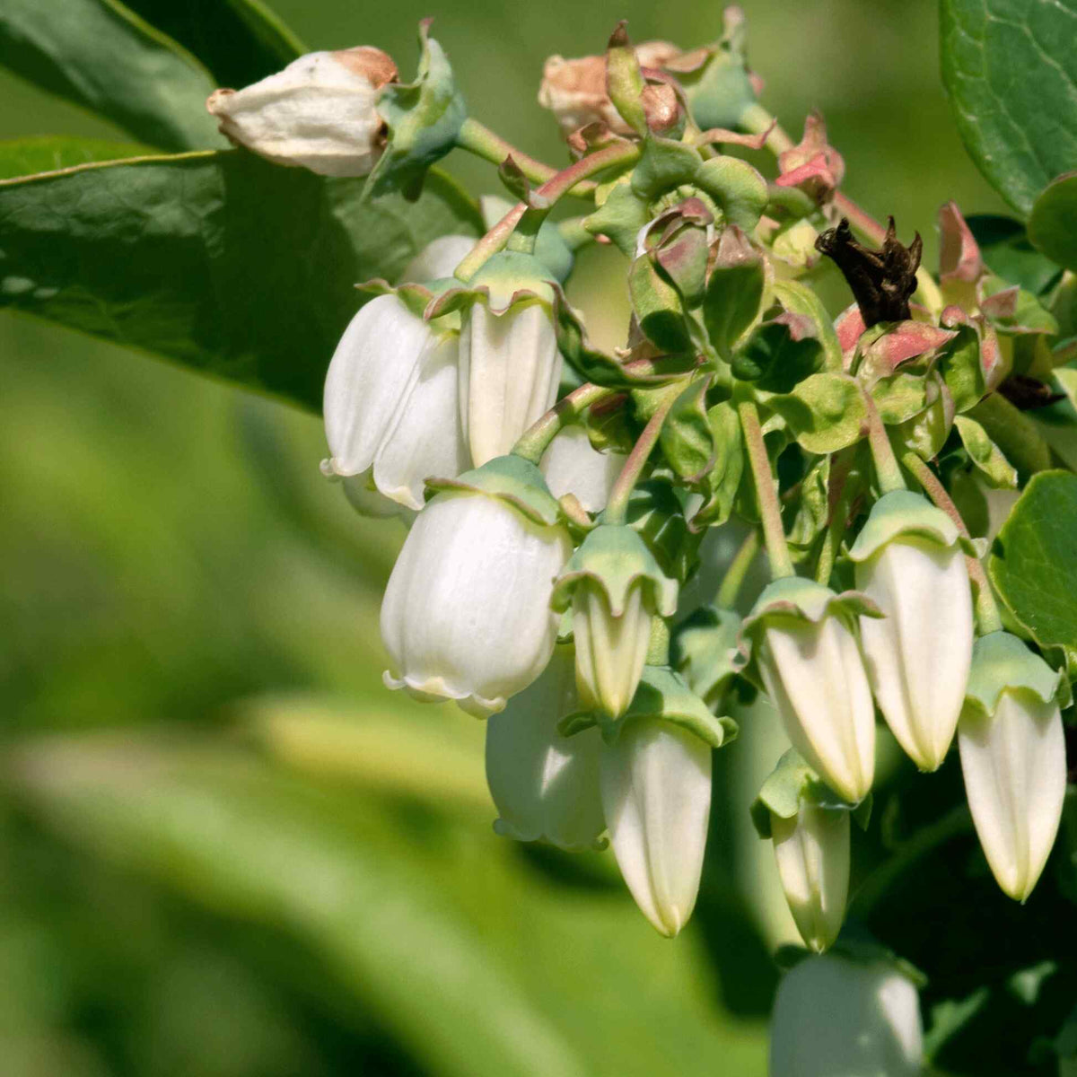 Cluster of delicate, white bell-shaped blossoms blooming on a Duke Blueberry bush branch.