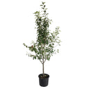 Young 3-in-1 Apple Tree in a black nursery pot on a white background.