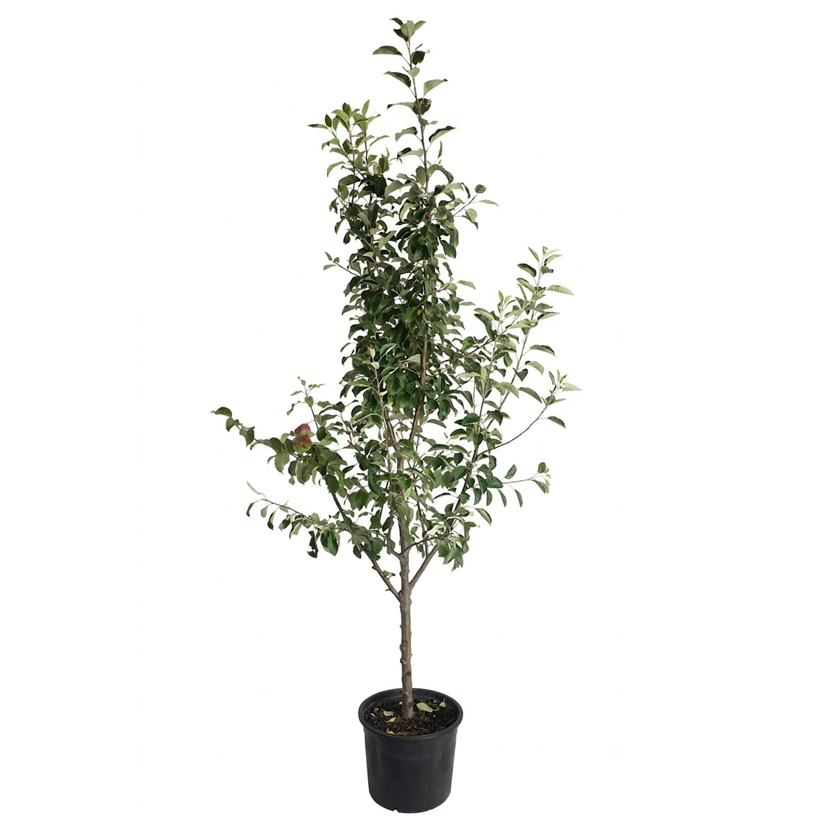 Young 3-in-1 Apple Tree in a black nursery pot on a white background.