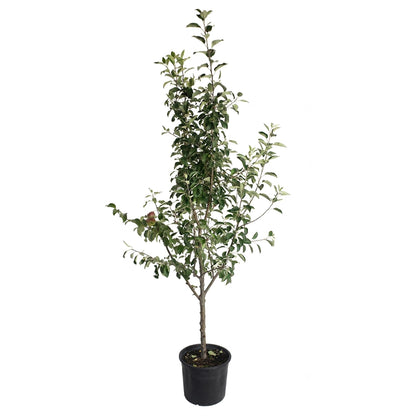 Young 3-in-1 Apple Tree in a black nursery pot on a white background.