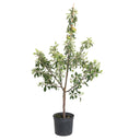 Young potted Fuji Apple Tree on a plain white background.