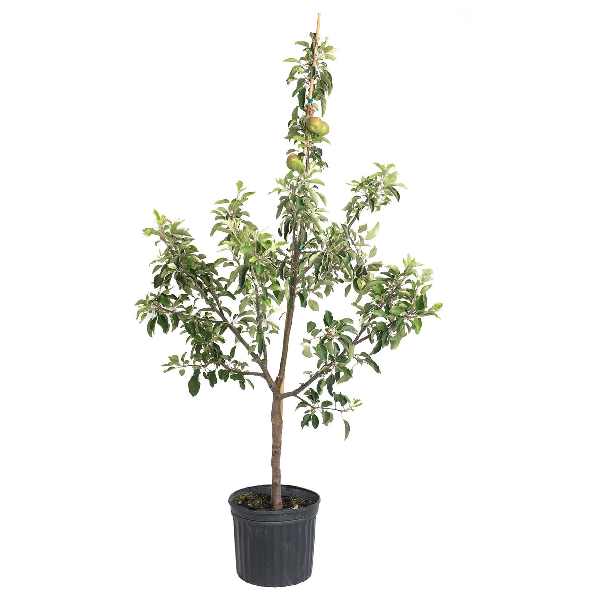 Young potted Fuji Apple Tree on a plain white background.