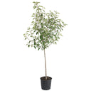 Young potted Gala Apple Tree with green leaves growing in a black nursery pot on a plain white background.